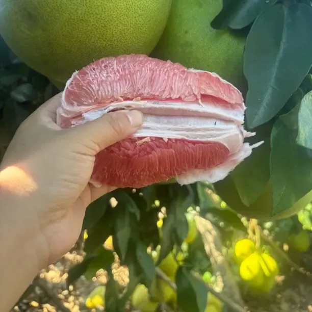 湖北荆州本地红心柚当季新鲜水果