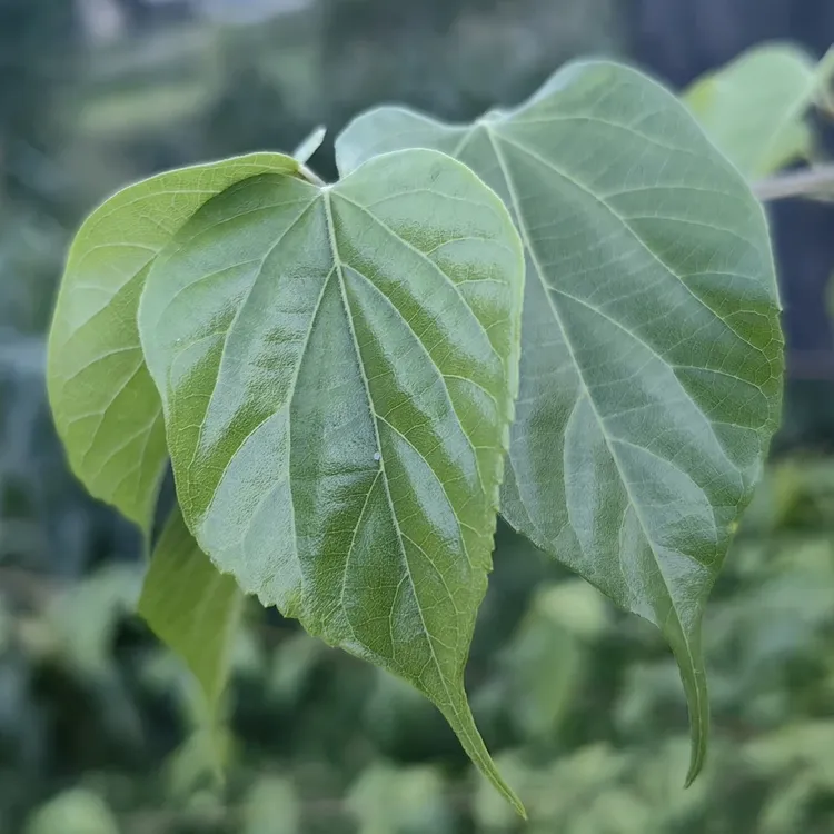 新鲜神仙豆腐叶观音叶顺丰包邮