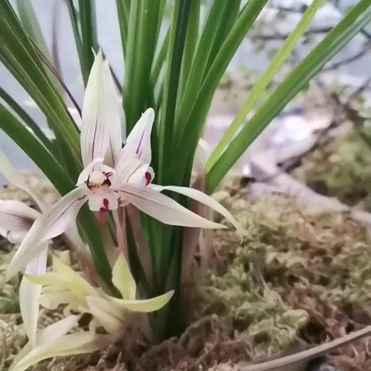 春兰春剑自然种植兰花直播间以直播间为准裸根发货