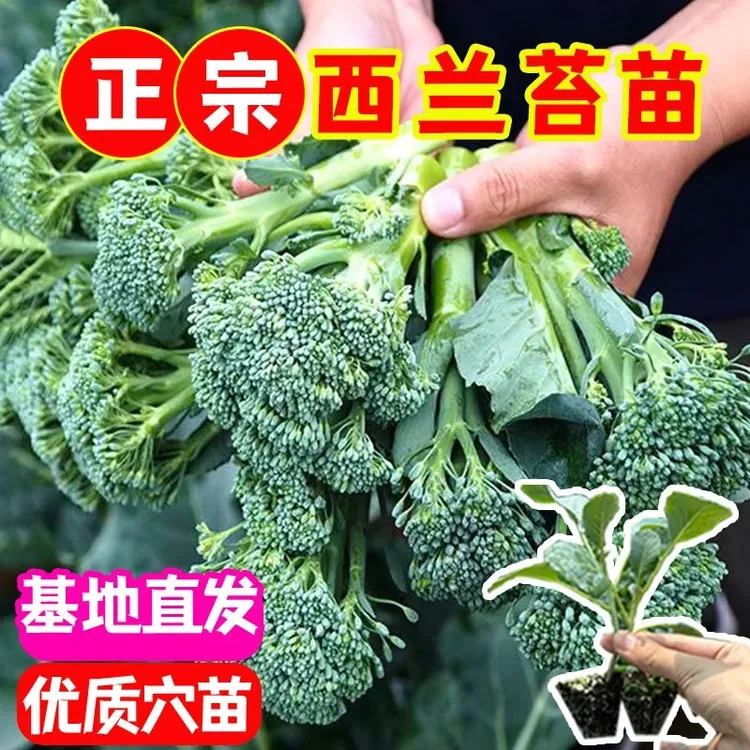 耐寒西兰苔苗秧苗四季菜园庭院种植多次采收蔬菜苗秧菜苗蔬菜秧苗