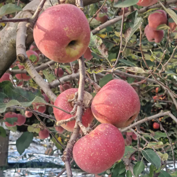 云南昭通冰糖心丑苹果新鲜现摘脆甜红富士水果产地直发精品苹果