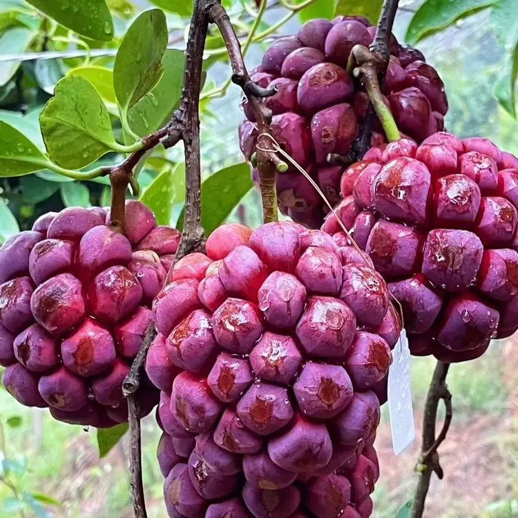 黑老虎布福娜血藤果绣球果阳台庭院盆栽花卉