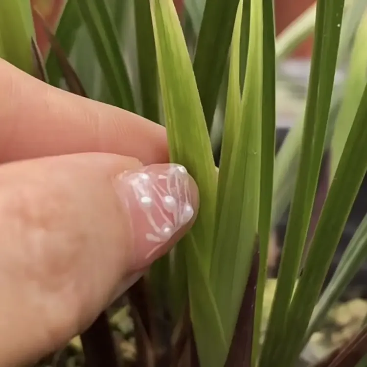 四季兰彩虹兰花基地直发发货好养护