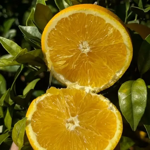 【带枝叶正宗赣州安远脐橙】应季水果新鲜采摘原产地直发5/10/20/斤