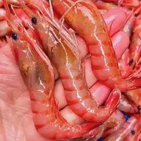 东海野生新鲜海捕红虾三大金 顺丰冷链包邮