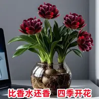 特香兰花球根绿植桌面夏季驱蚊植物室内水培水养盆景四季好养花卉