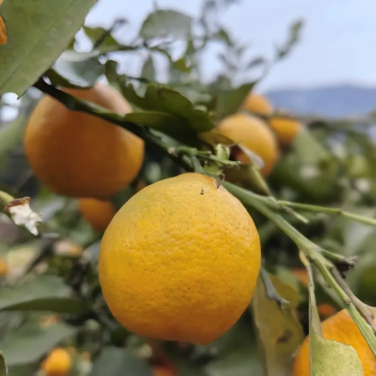 新鲜现摘四川农户散种橘子脆甜多汁当季水果