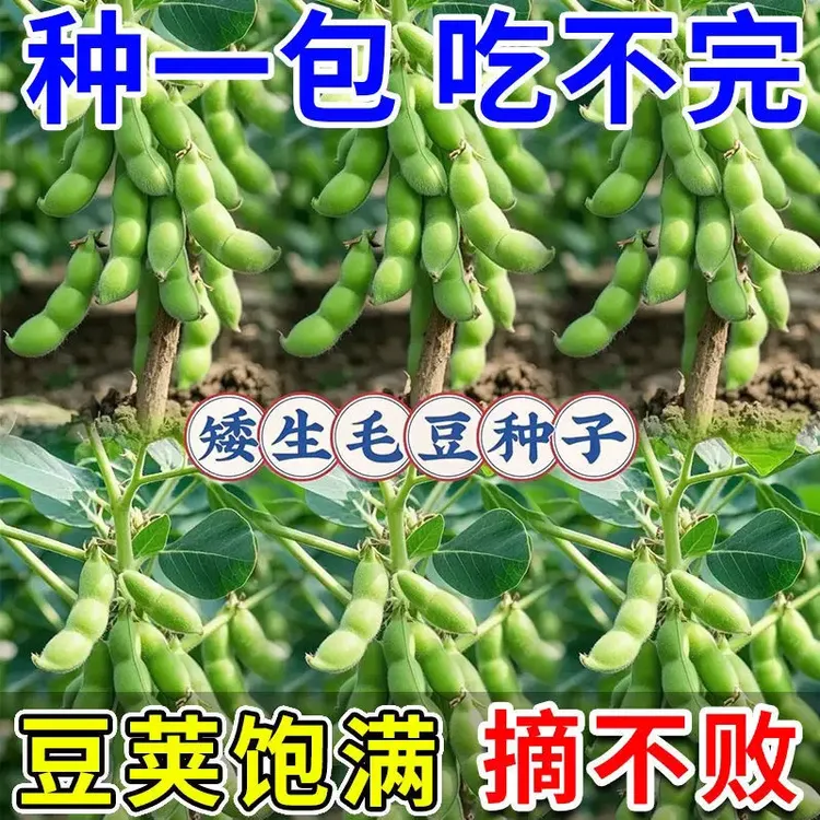 大粒九月鲜九月寒晚熟毛豆种子高产鲜食用重阳豆菜用毛豆蔬菜种子