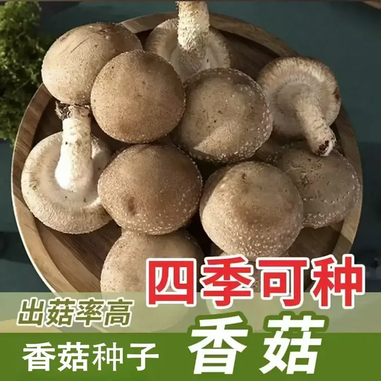 【新品香菇种子】食用菌菇阳台栽培四季土壤种植菌种家种
