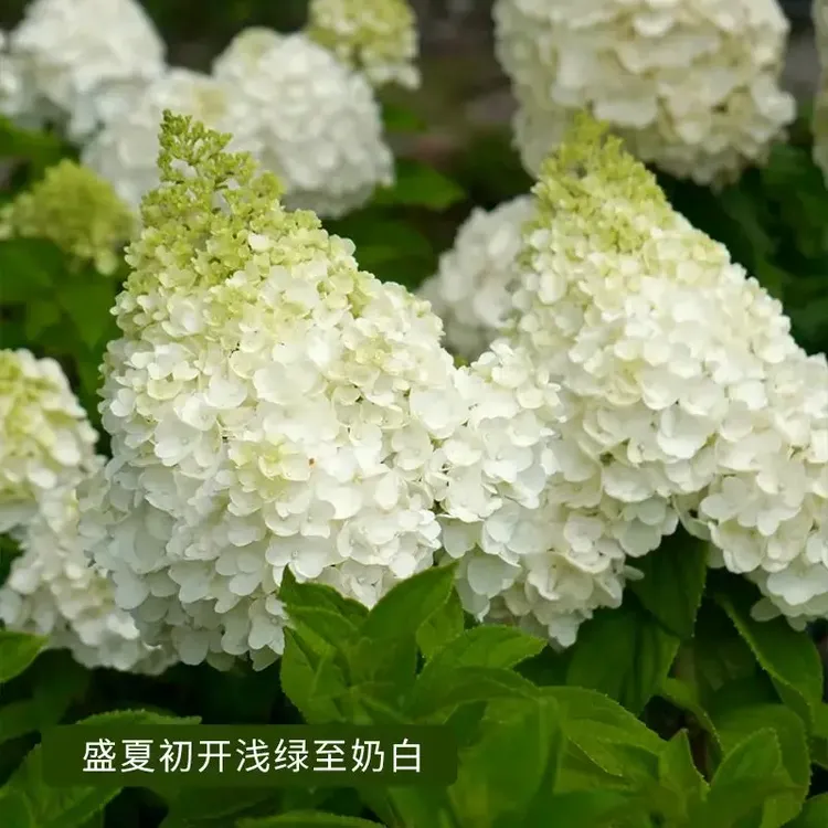 中华木绣球独杆圆锥斗球石灰灯耐寒耐热琼花树苗庭院别墅地栽盆栽
