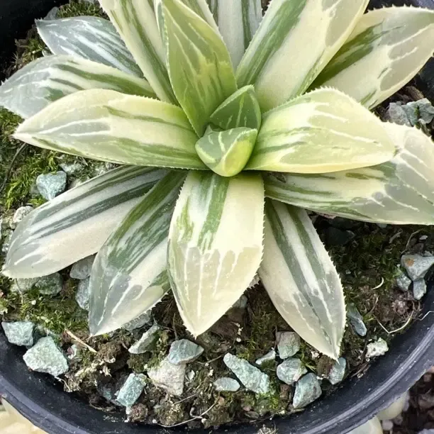 姬寿锦多肉植物十二卷属适合阳台办公室的室内精品绿植