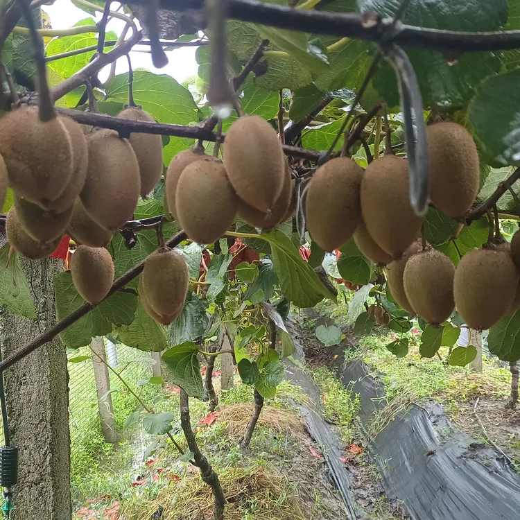 徐香绿心猕猴桃新鲜应季水果香甜多汁