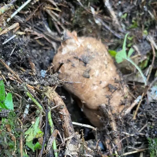 贵州天麻高山原生态新鲜种植天麻
