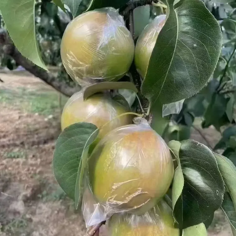 511224山西隰县玉露香梨皮薄肉厚大果6棵4.2斤