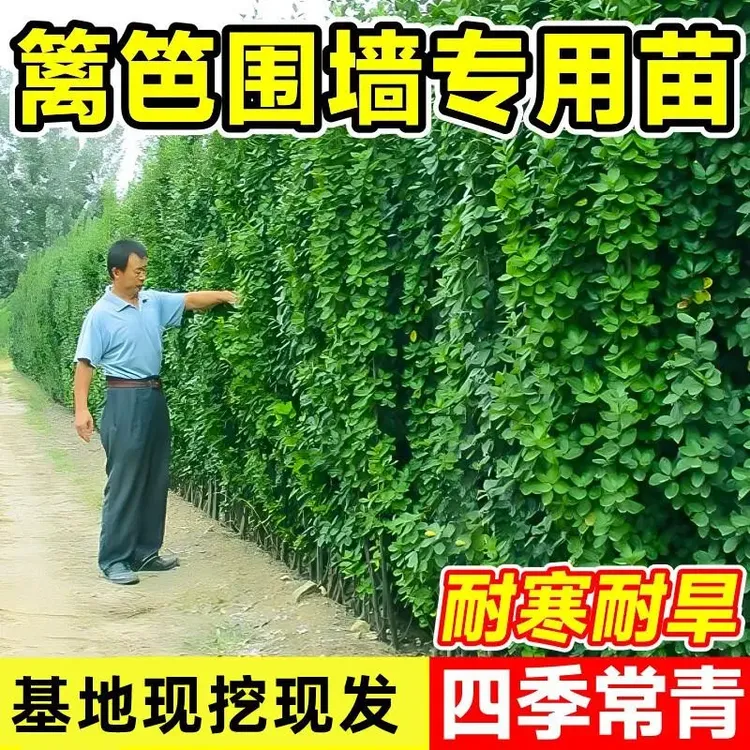围墙篱笆植物大叶北海道黄杨苗冬青树苗四季常青耐寒庭院绿篱树苗