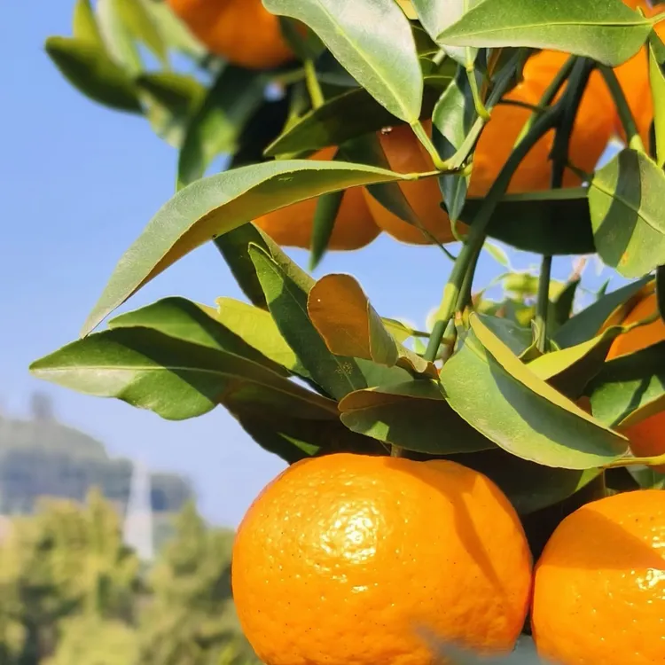 正宗四川耙耙柑新鲜现摘皮薄肉厚多汁香甜粑粑水果