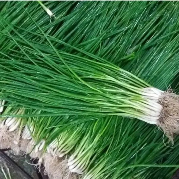 【15天速成】小香葱籽种仔四季速生小葱分葱阳台盆栽葱种大蔬菜lz