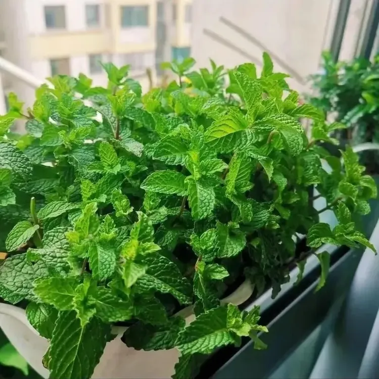 【新疆包邮】食用薄荷种子可调味室内阳台盆栽地栽庭院花坛易种花种
