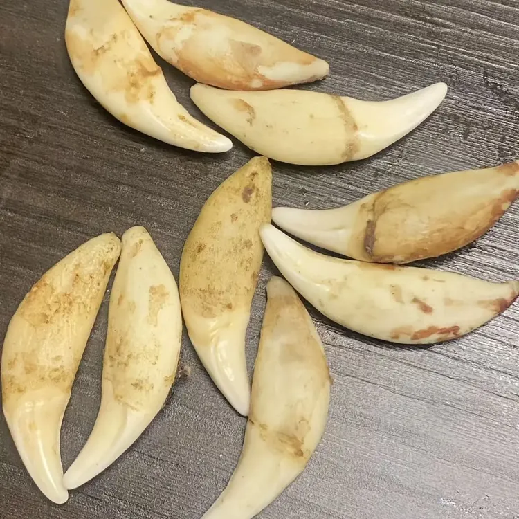 5.1-5.2厘米，黑狗牙狗牙