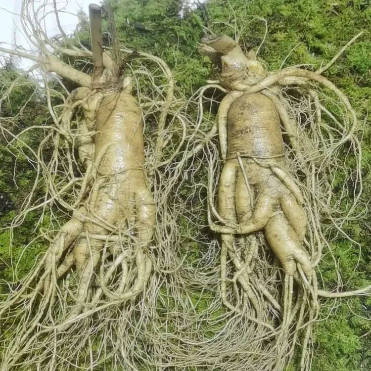 长白山新鲜带土适合泡酒煲汤的实惠之选