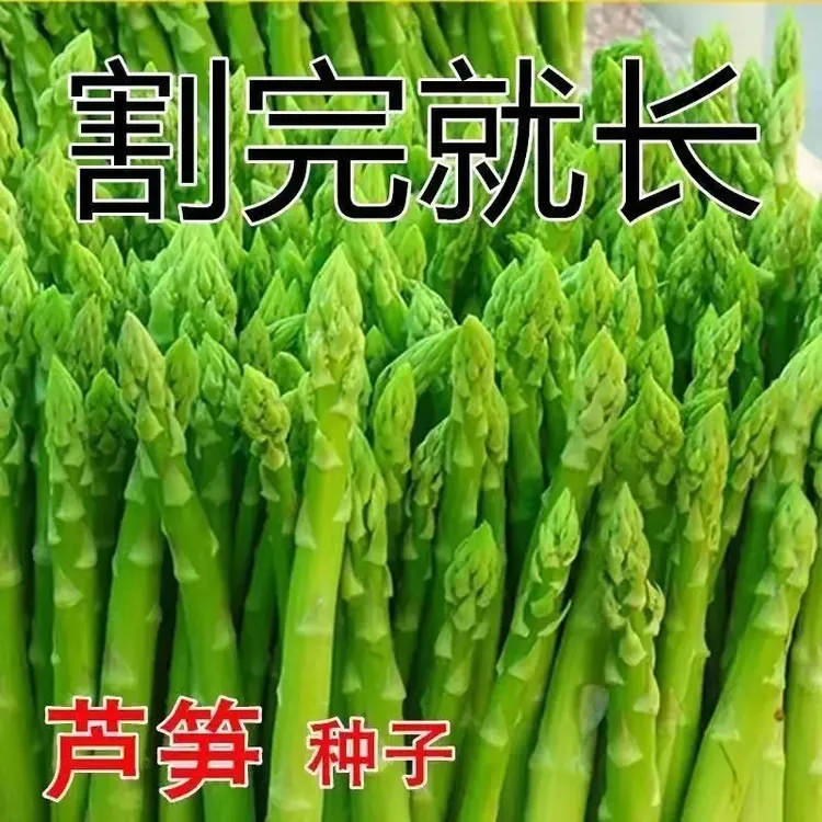 四季可种芦笋种子四季种植蔬菜绿芦笋种籽营养蔬菜种子