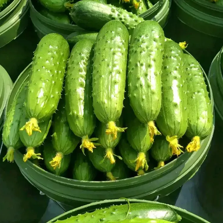比梨甜水果黄瓜种子春秋旱黄瓜种籽四季播唐山秋瓜耐热小黄瓜种子