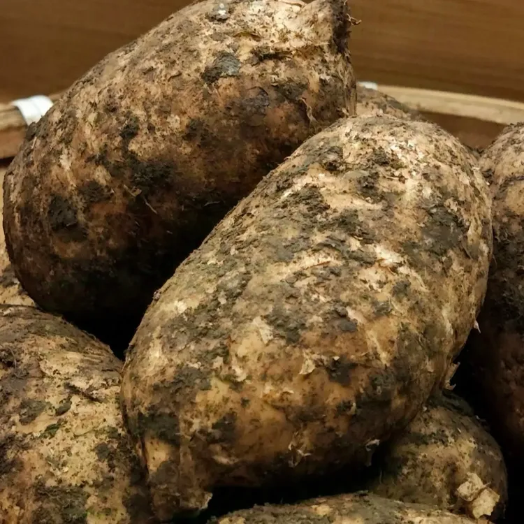 云南昭通小草坝新鲜乌天麻现挖现发可煲汤泡酒炖肉