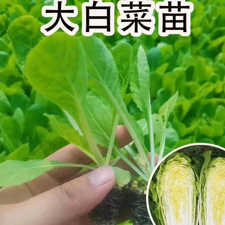 山东寿光优质黄心白菜秧苗适合高产大白菜娃娃菜蔬菜庭院秧苗植物