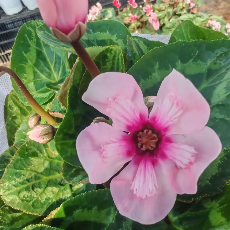 锦程~【幻雅】网红爆品仙客来花卉带花带花苞发货（换盆无售后）