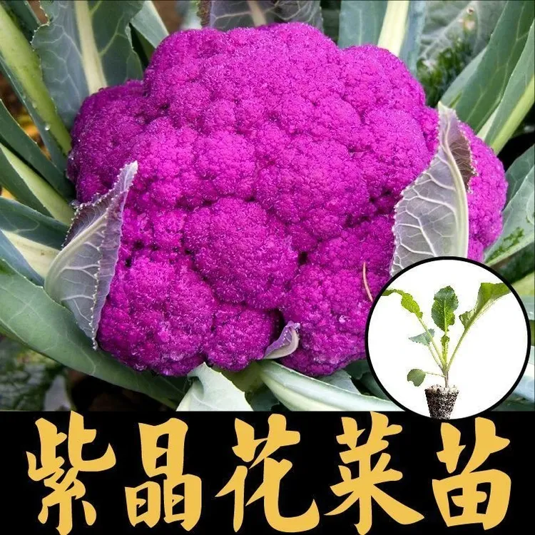 好吃紫晶花菜苗苗秧紫晶花菜种苗四季阳台盆栽春秋庭院食用菜秧苗