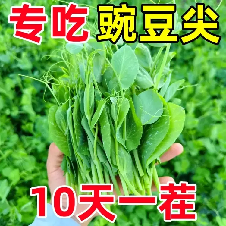 【豌豆尖种子】专吃豌豆尖无须豌豆苗种子阳台盆栽小院农家蔬菜种子