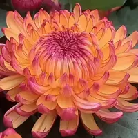 【变色菊】大花富贵菊 九月大菊盆栽开花好看