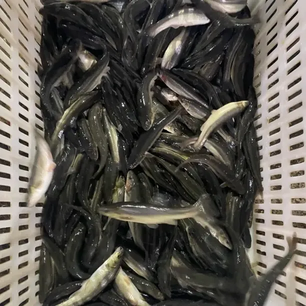 东北柳根冷水鱼顺丰发货
