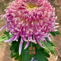 【盘龙宝翊】大花富贵菊 九月大菊盆栽开花好看