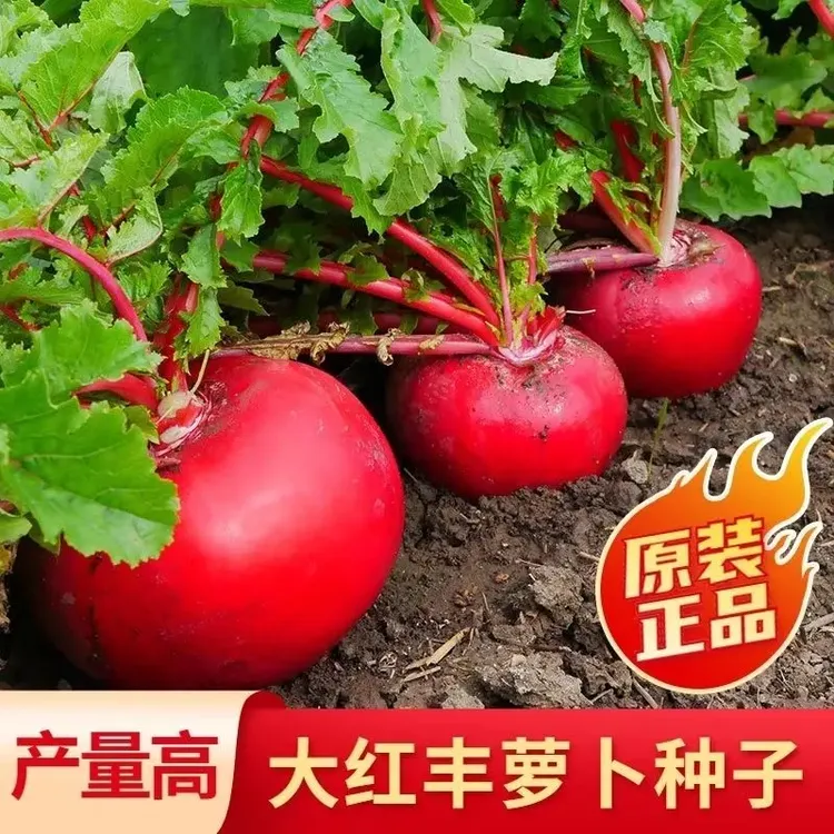 大红萝卜种籽大红圆萝卜种子夏秋播红皮白肉红丰萝卜蔬菜种子水果