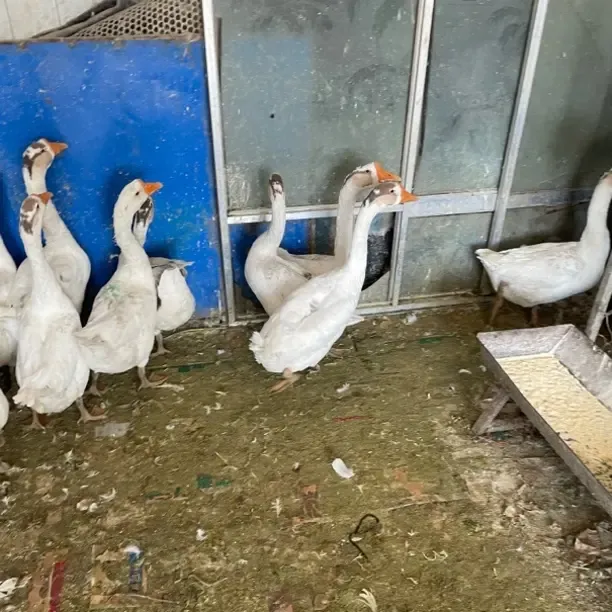 农家散养大白鹅整只售卖带心肝鲜嫩可口适合铁锅红烧