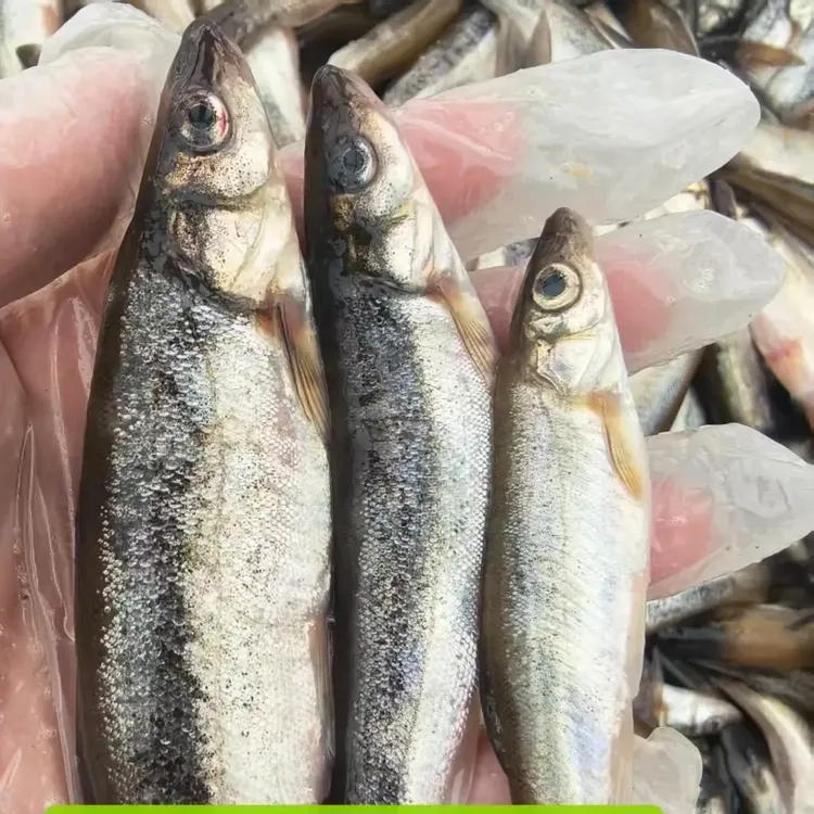 大兴安岭冷水大柳根鱼速冻发货【不处理】一袋一斤