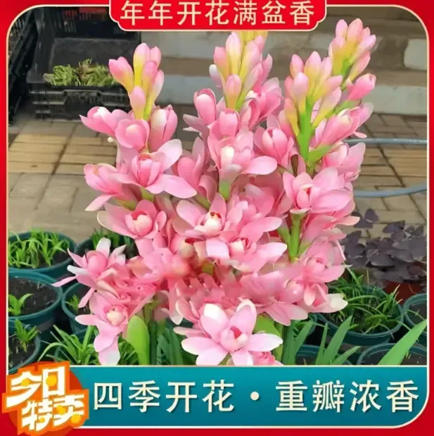 【晚香玉种球】晚香玉种球四季种植盆栽阳台