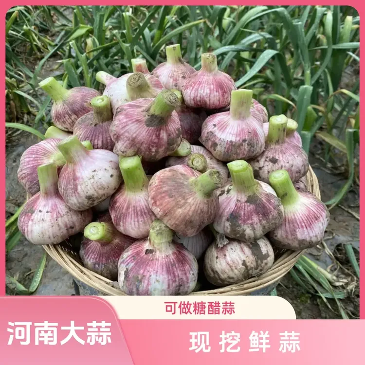 【鲜蒜太便宜】河南新鲜大蒜2025鲜蒜紫多瓣蒜头精选湿蒜鲜蒜3-9斤