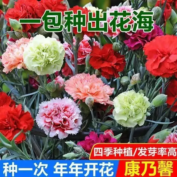 混色重瓣康乃馨种子四季开花盆栽耐寒易成活绿植花卉
