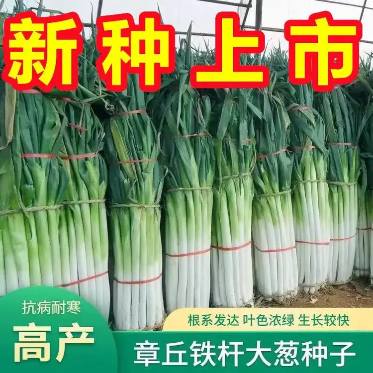 【今年新种】章丘铁杆大葱种子四季高产耐寒蔬菜种子一年四季种籽Y