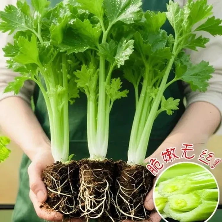 大肉西芹苗子四季芹菜苗食用小香芹幼苗芹阳台盆栽易种植种苗