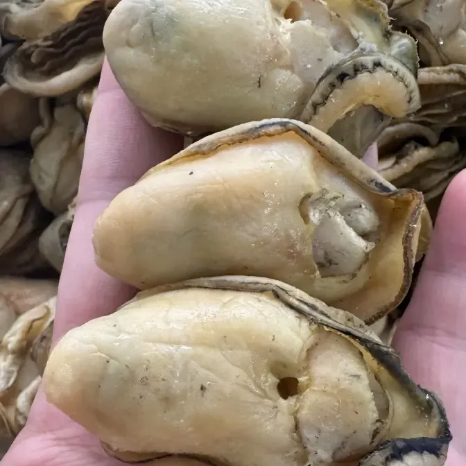 台山金蚝给小孩煲汤天然生晒无抽油人工精选海味干货火锅香煎煲汤