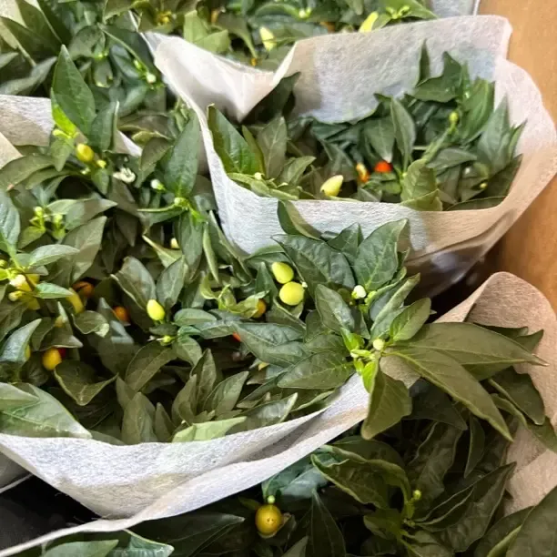 珍珠七彩辣椒盆栽带果适合庭院阳台种植观赏花卉绿植