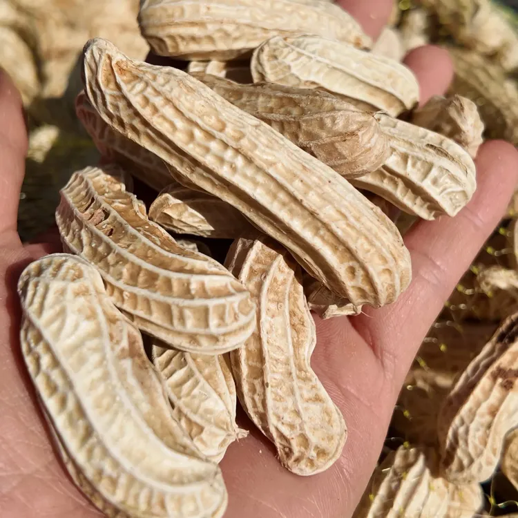 云南洗净带壳 七彩鲜花生 不带泥