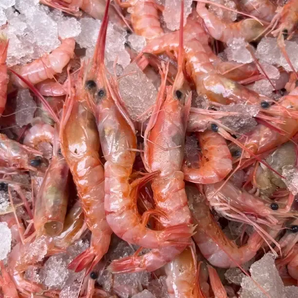 崇武本地野生红虾深海海捕 刚上岸