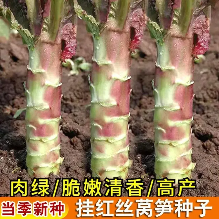 挂丝红皮莴笋种子易种庭院耐热耐寒香莴苣籽四季农家田园蔬菜黄瓜