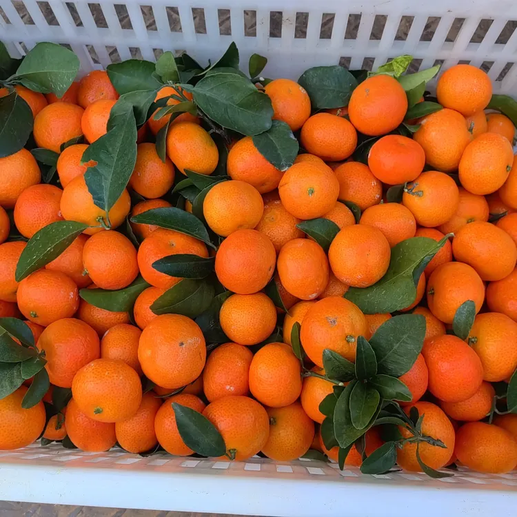 正宗江西南丰金秋沙糖桔农家甜桔现摘新鲜水果产地直发