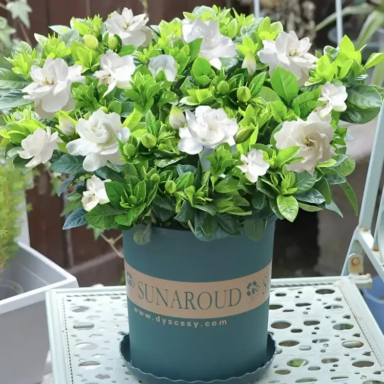 大叶栀子花盆栽幼苗花卉浓香型开花芳香庭院阳台花卉绿植