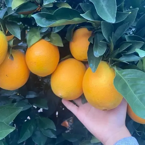 正宗赣南脐橙江西瑞金发货三大产地之一可溯源汁水充足当季水果